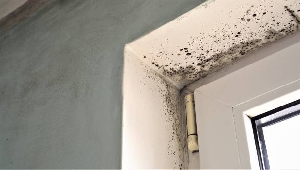 Best Forensic Mold Investigation  in Rockdale, TX