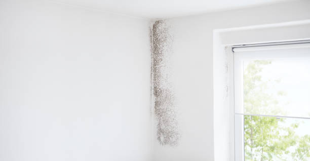 Trusted Rockdale, TX Mold Removal Experts
