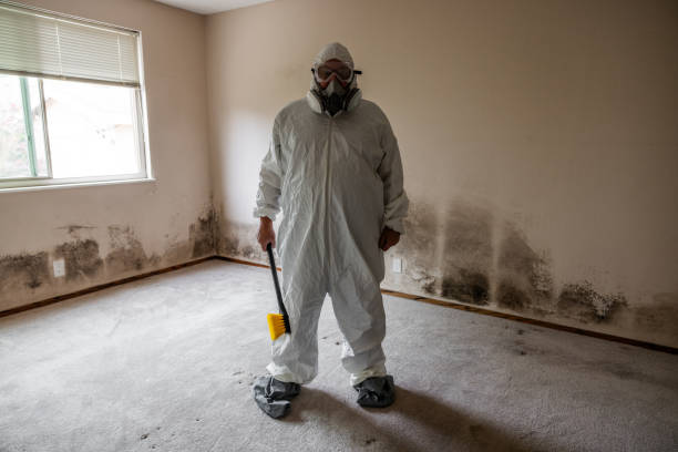 Best Comprehensive Air Testing for Mold Contaminants  in Rockdale, TX