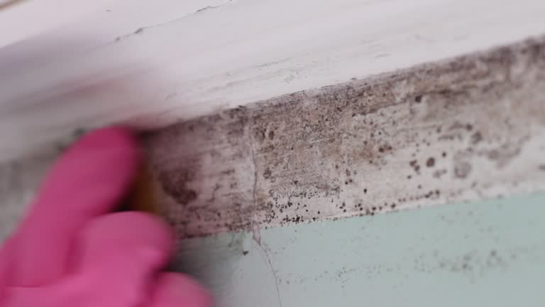 Best Asbestos and Lead Testing During Mold Inspection  in Rockdale, TX